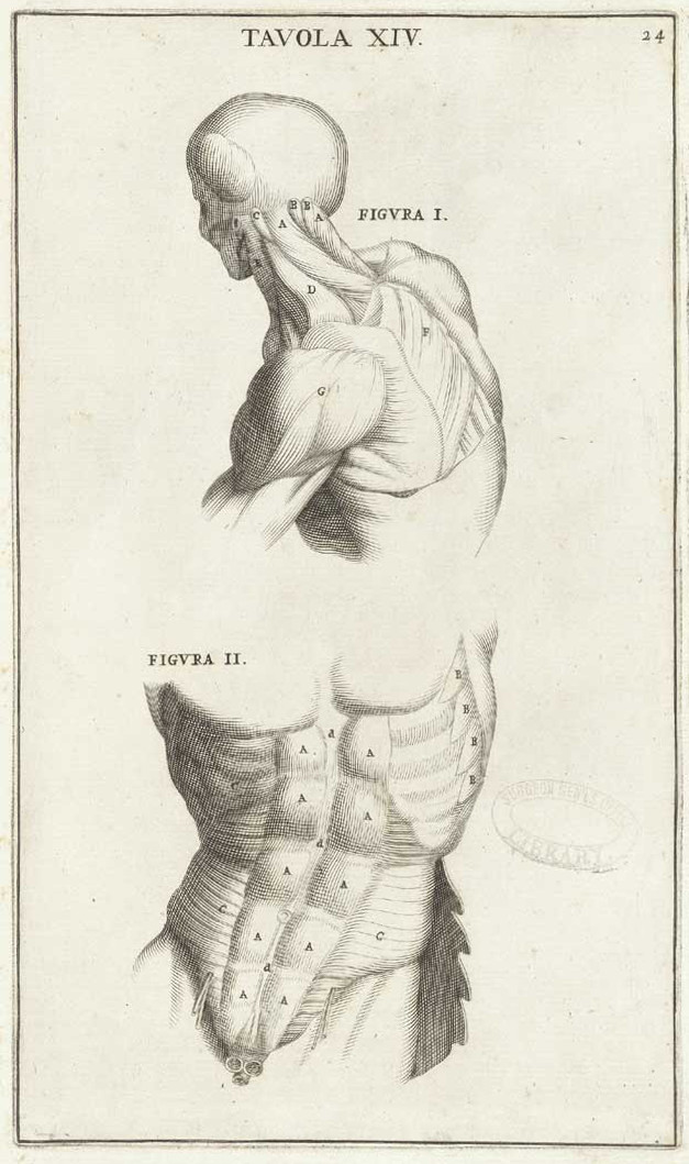 Anatomical illustration