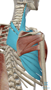 Muscle anatomy diagram