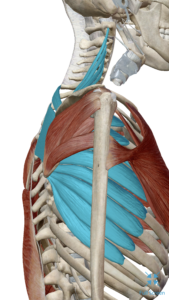 Muscle relationship diagram