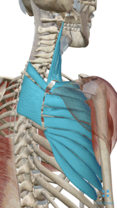 Shoulder blade complex