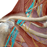 Thoracic outlet diagram