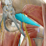 Sciatic nerve diagram