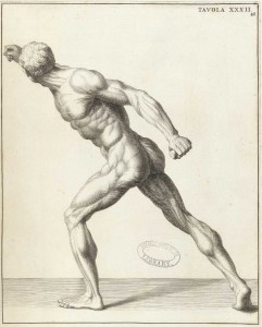 Anatomy illustration