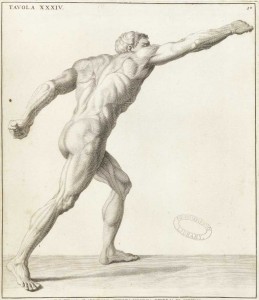 Anatomy illustration